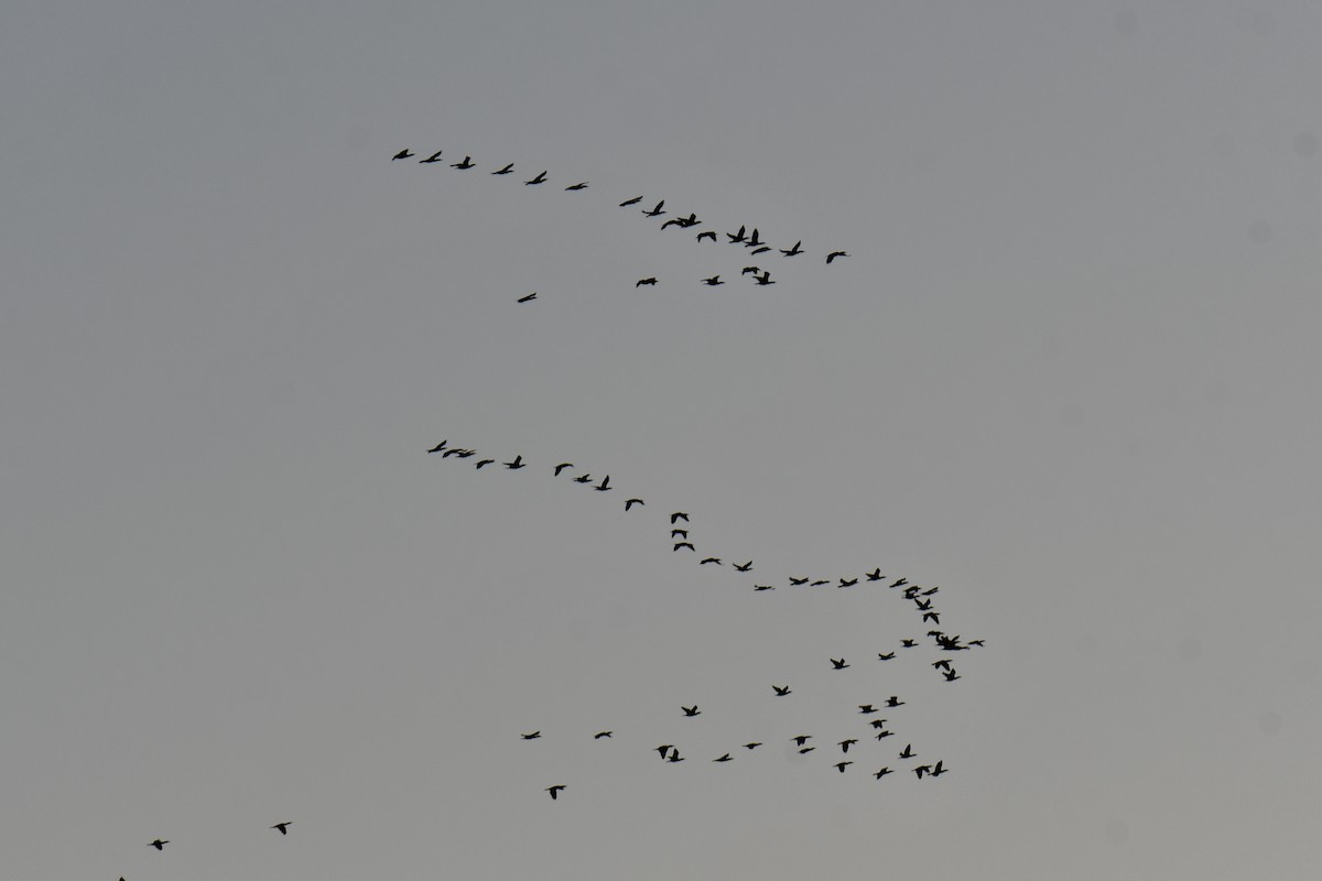 Cormoran à aigrettes - ML645254825