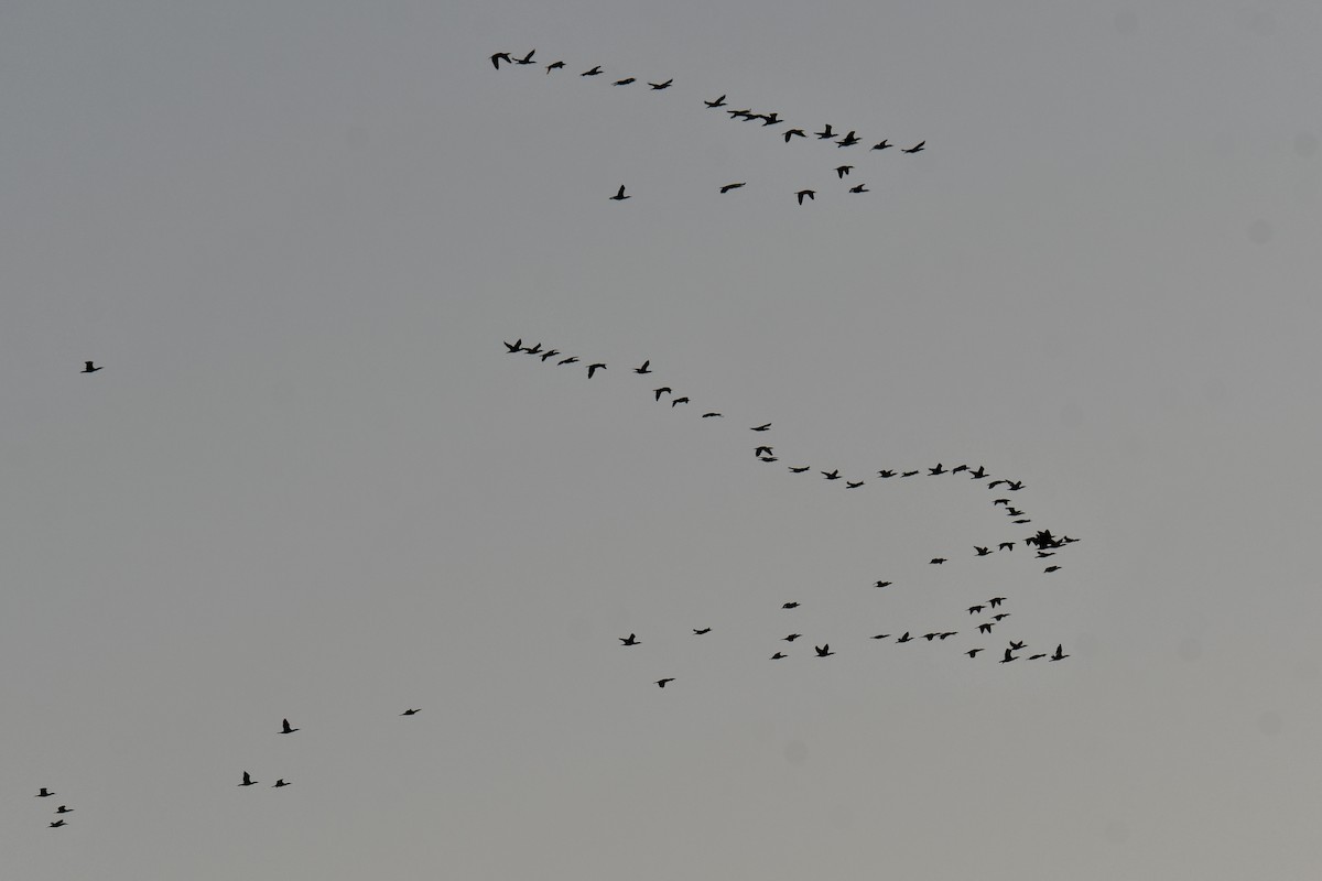 Cormoran à aigrettes - ML645254826