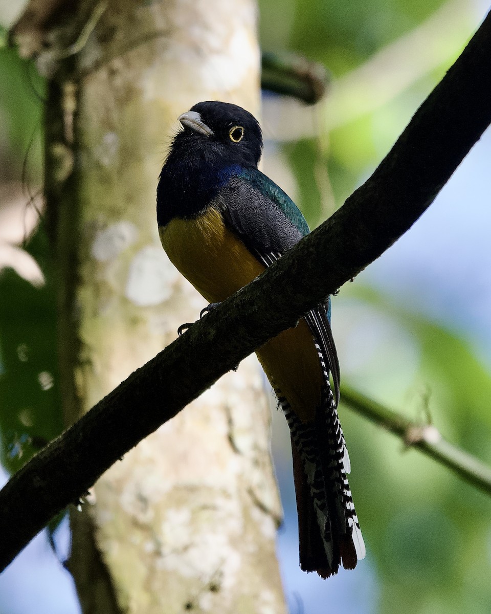 Gartered Violaceous Trogon - ML645254827