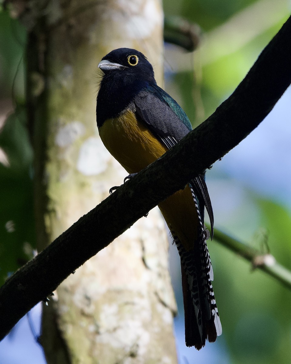Gartered Violaceous Trogon - ML645254828