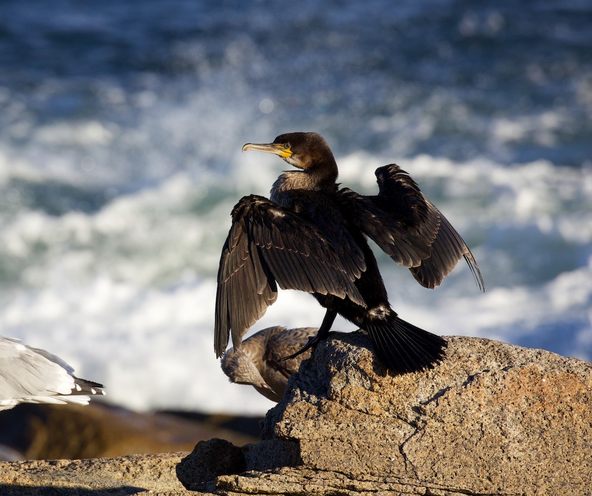 Cormoran à aigrettes - ML645254831