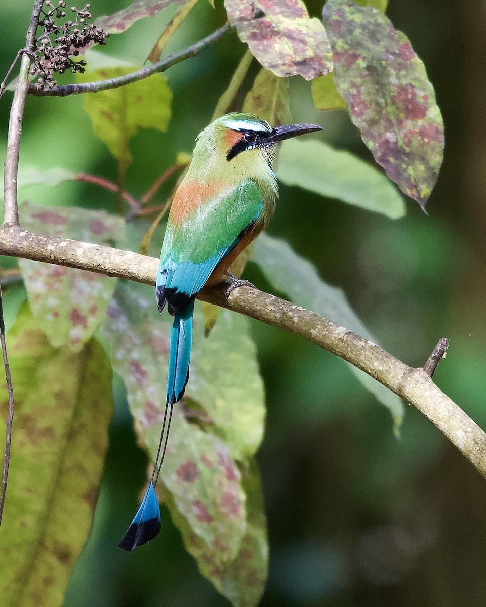 Момот рудочеревий - ML645254840