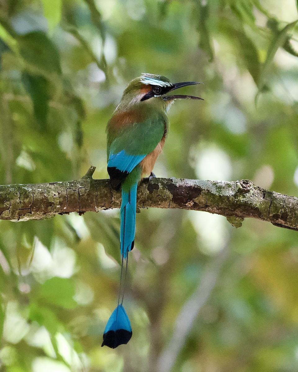 Момот рудочеревий - ML645254841