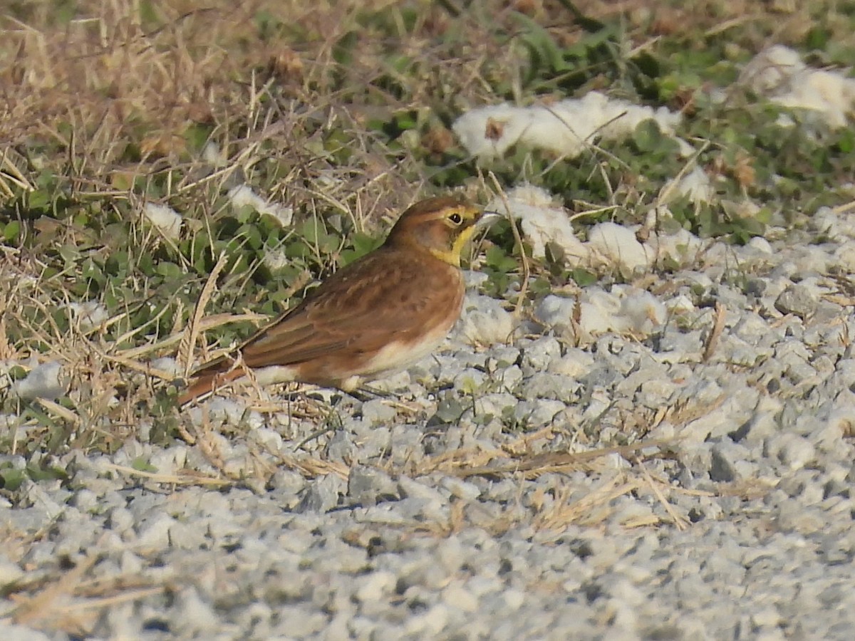 Horned Lark - ML645254854
