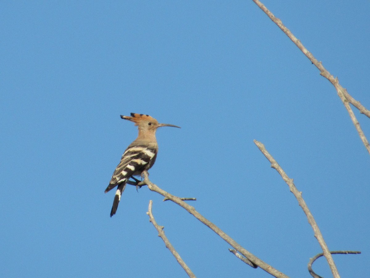 Common Hoopoe - ML645254864