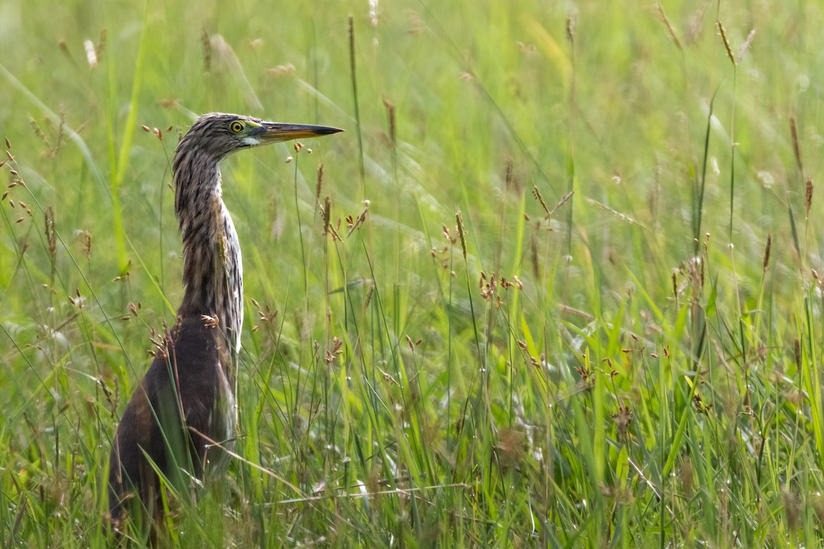 紫鷺 - ML645254865