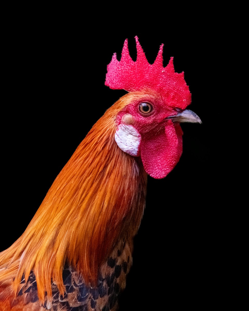 家雞(馴化) - ML645254869