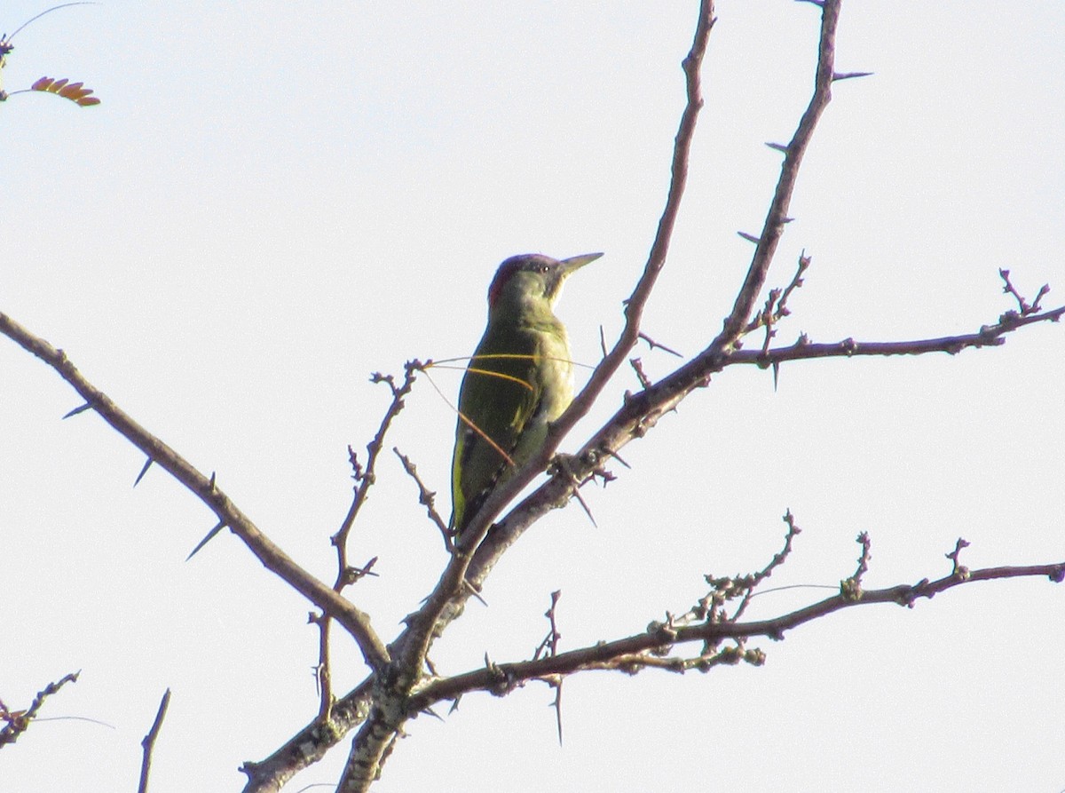 Iberian Green Woodpecker - ML645254870