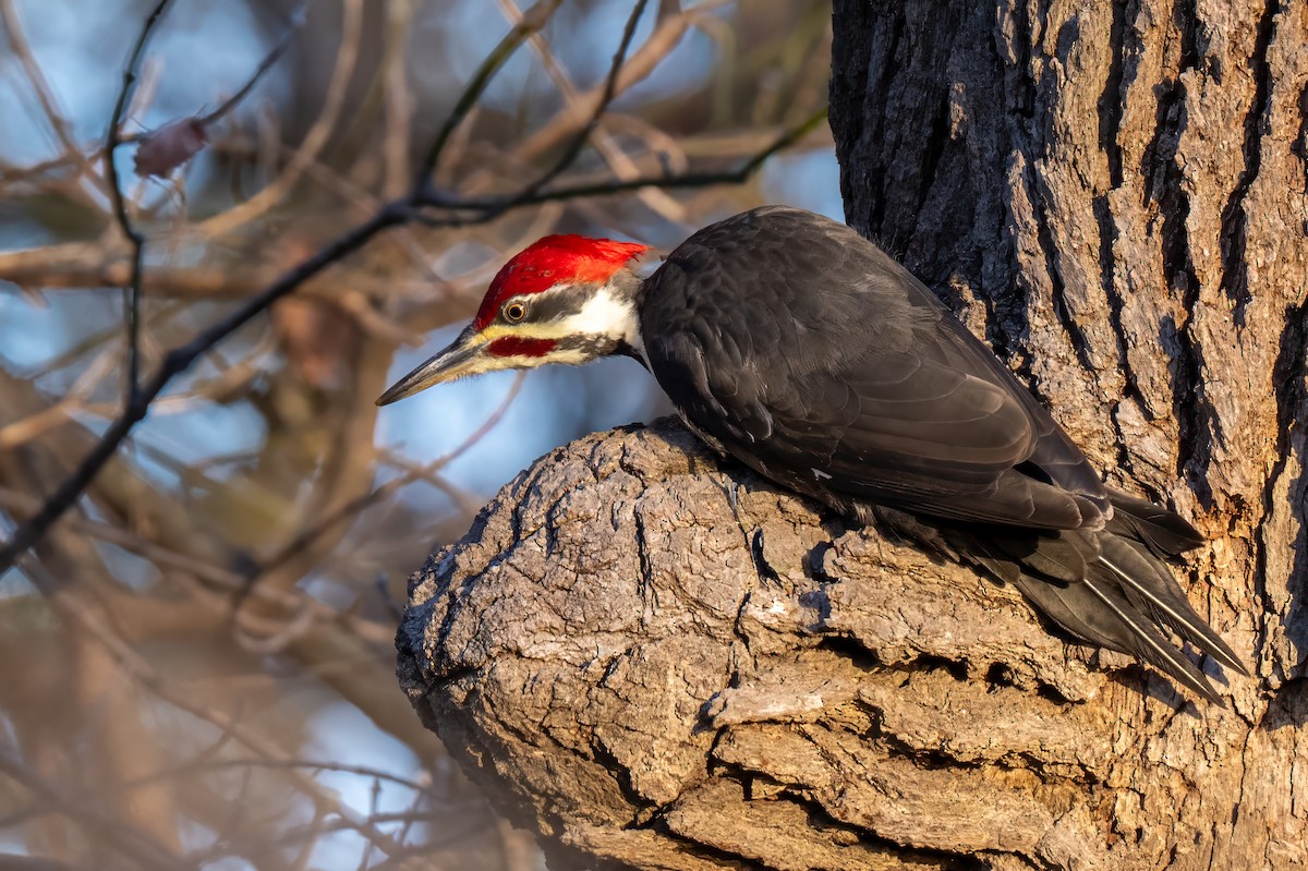 datel chocholatý - ML645254878