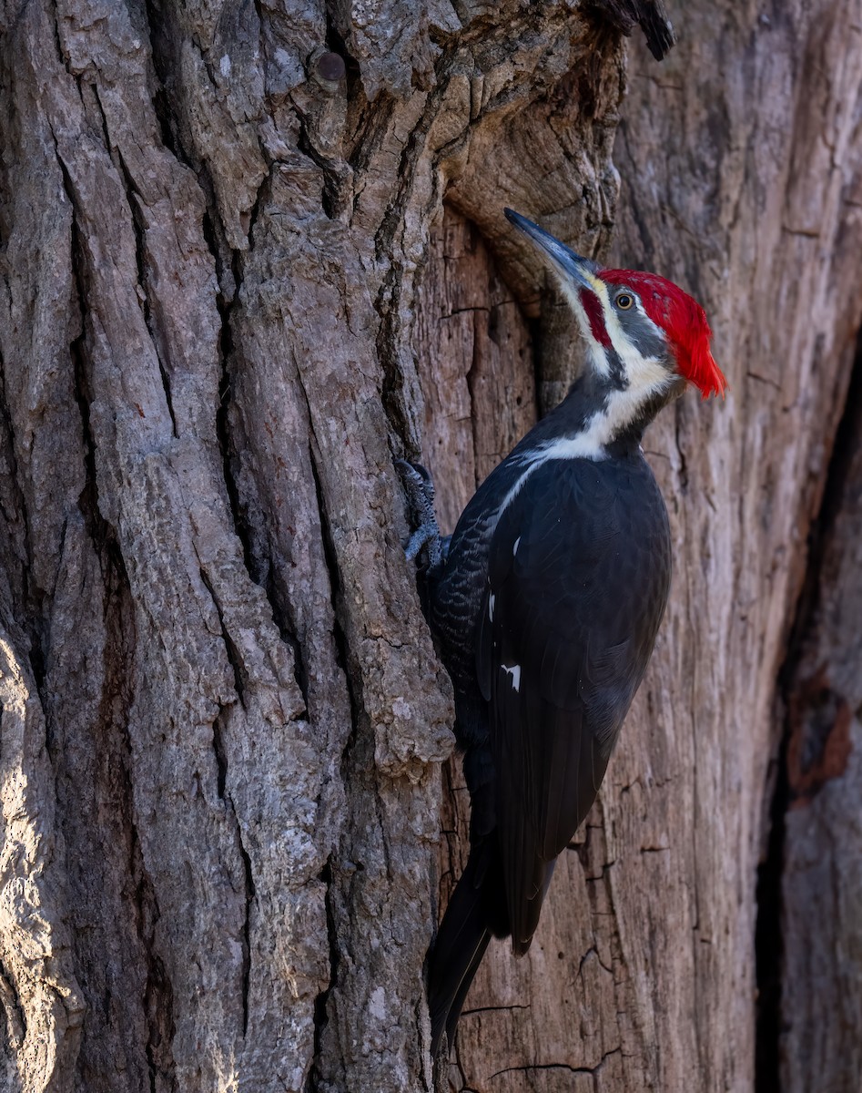 datel chocholatý - ML645254879