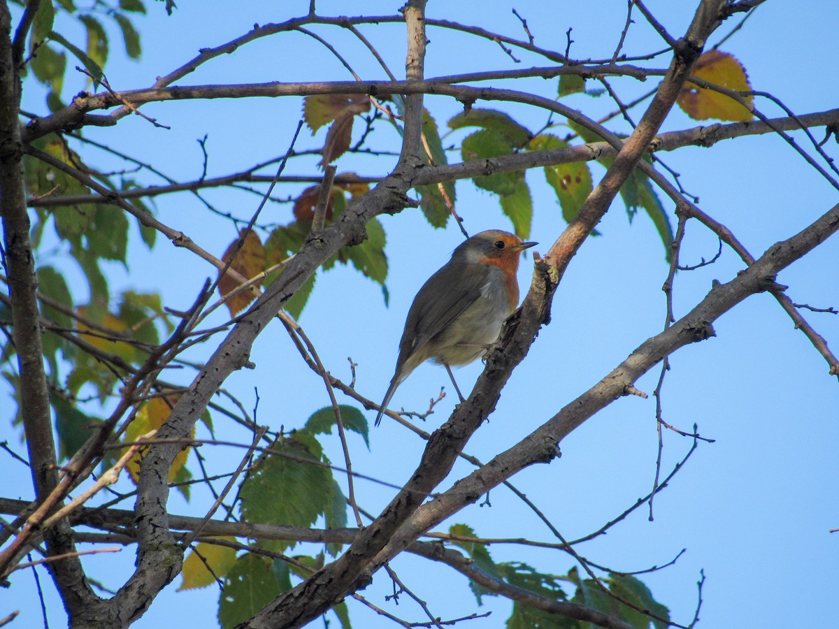 Өрнийн зээрд омруут - ML645254886