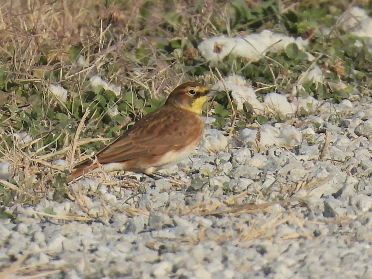 Horned Lark - ML645254887