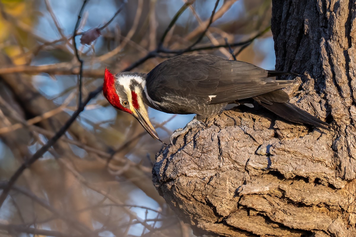 datel chocholatý - ML645254888