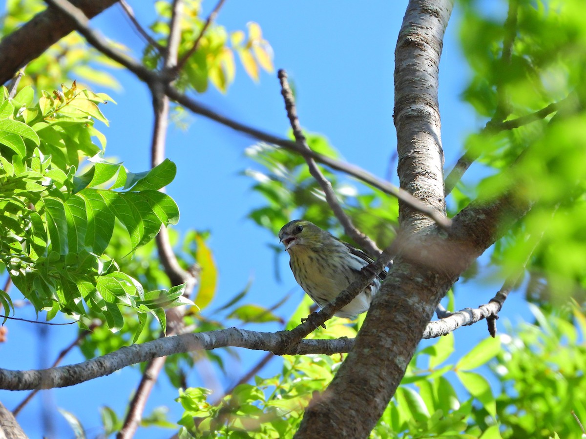 Eurasian Siskin - ML645254894