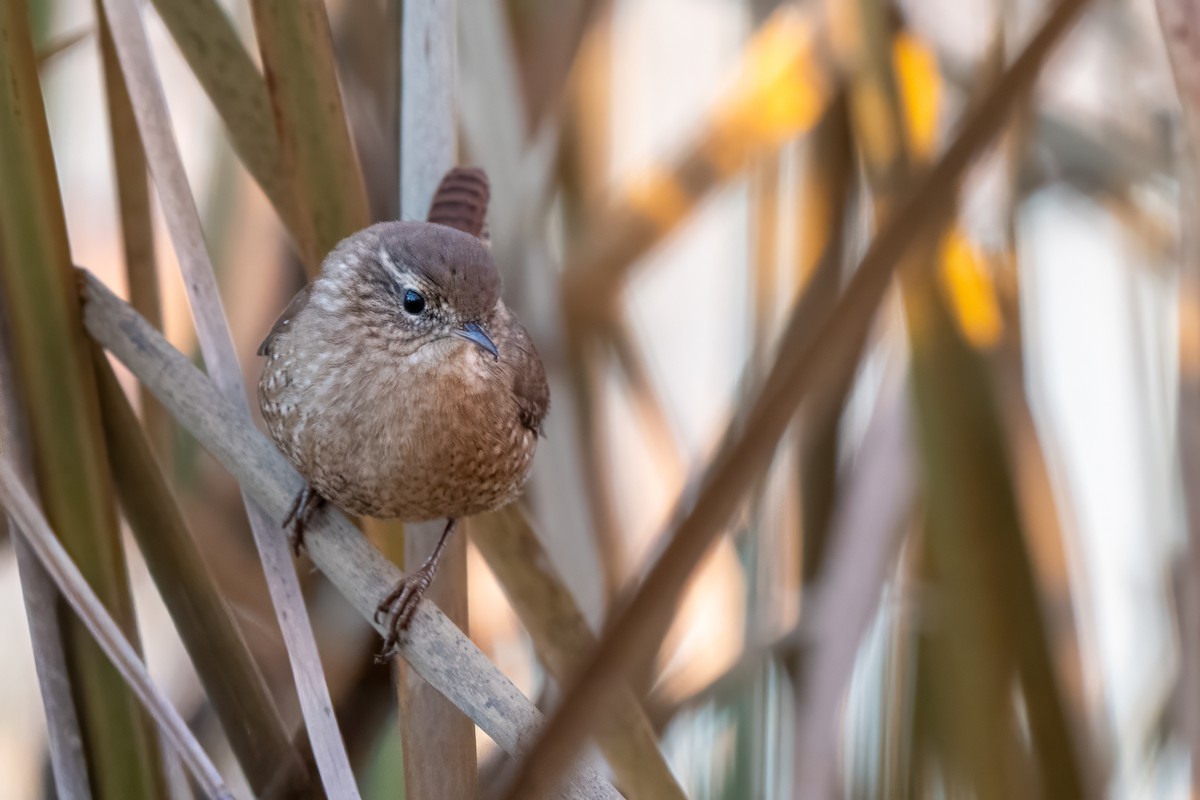 střízlík kanadský - ML645254897