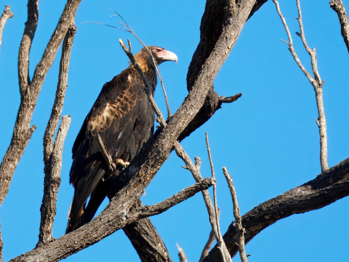 kilestjertørn - ML645254900