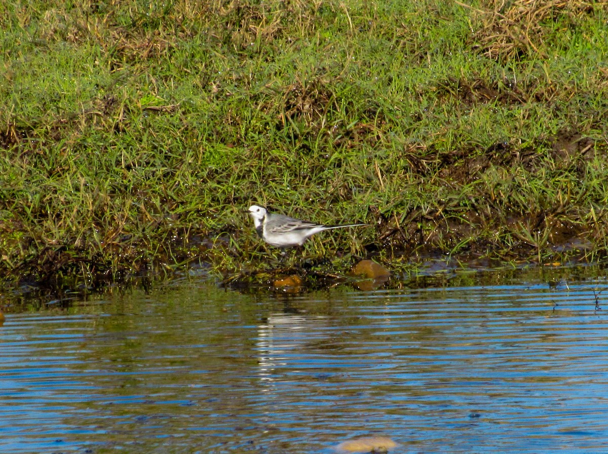 linerle - ML645254901