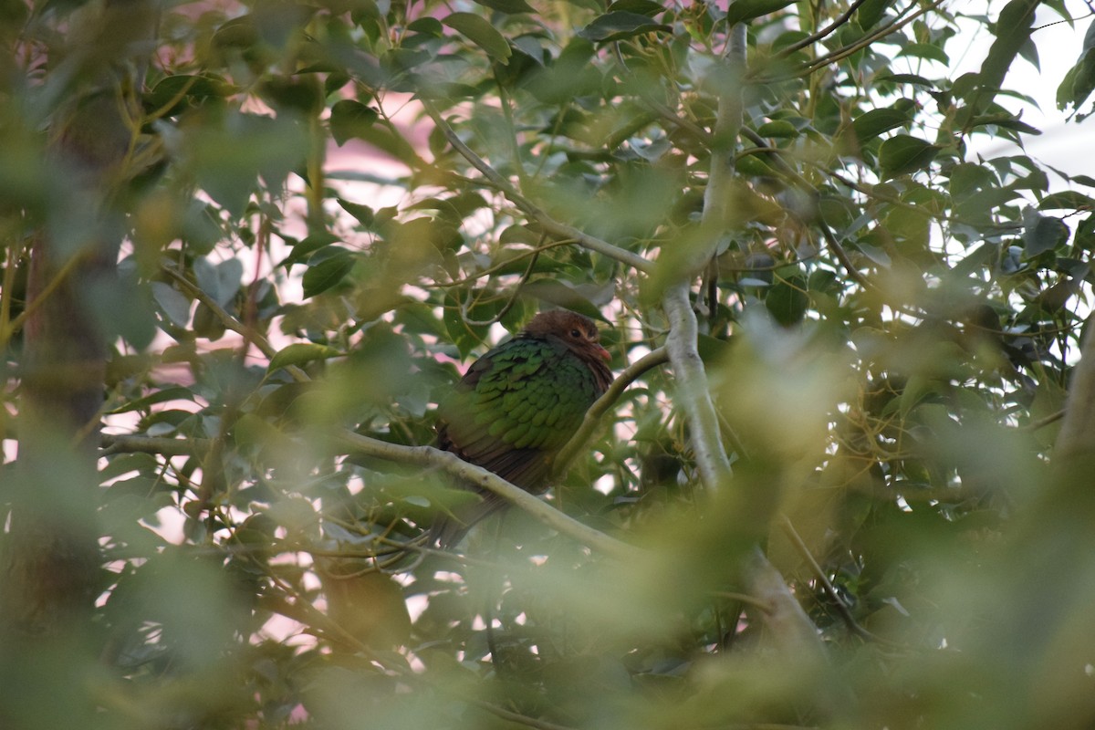 smaragddue - ML645254902