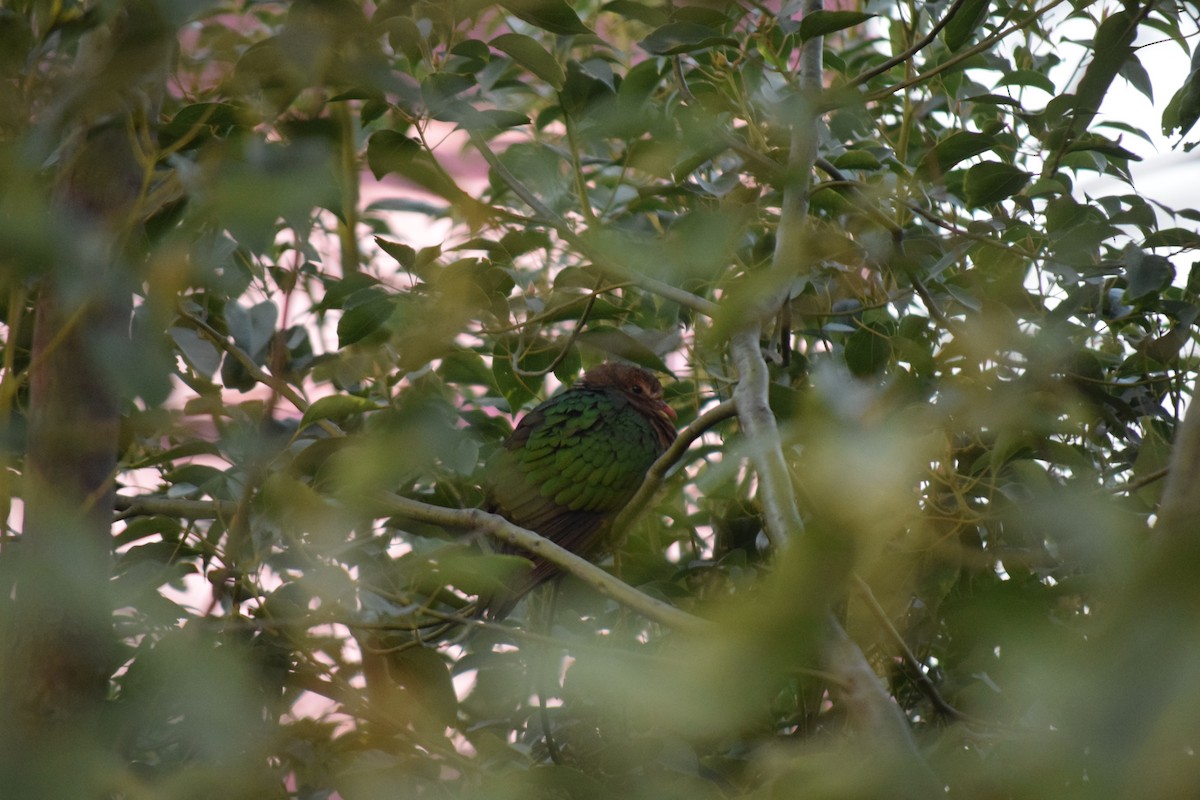 smaragddue - ML645254903