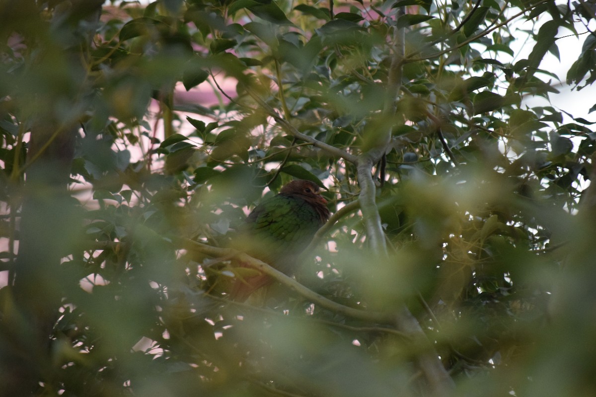 smaragddue - ML645254904