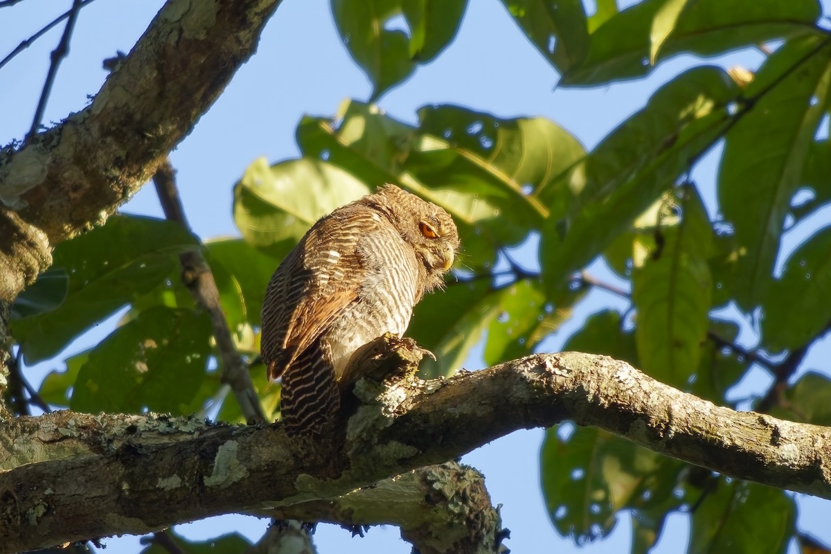 indiaugle - ML645254905