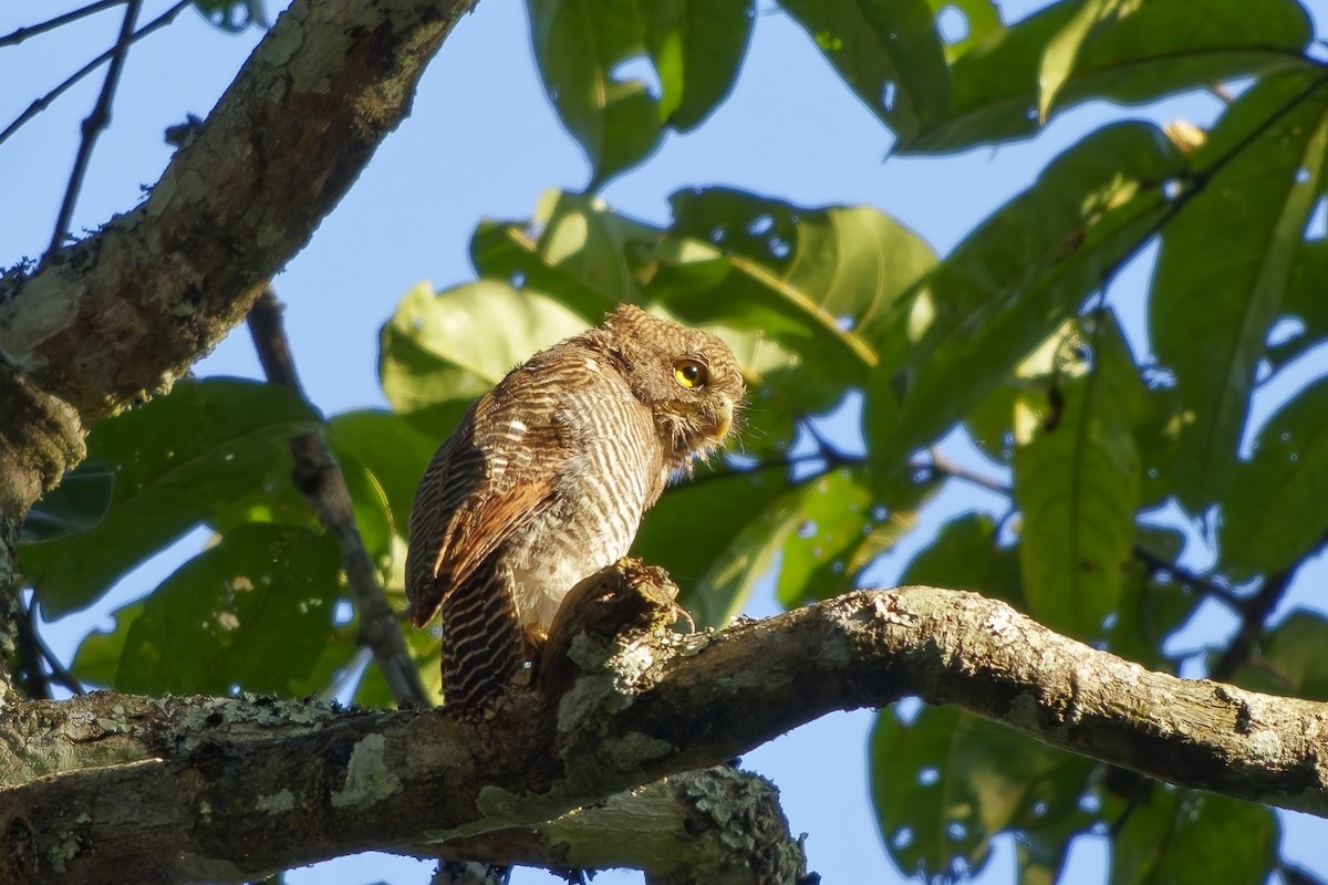 indiaugle - ML645254906