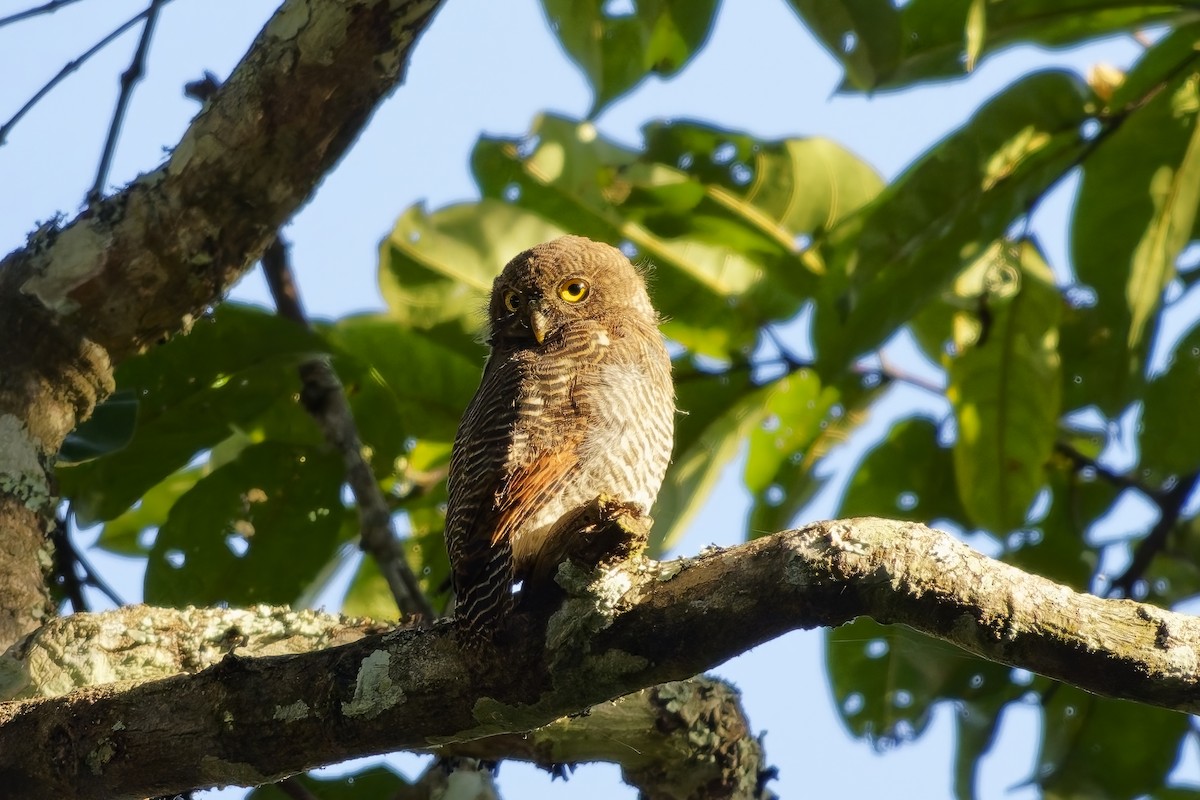 indiaugle - ML645254907