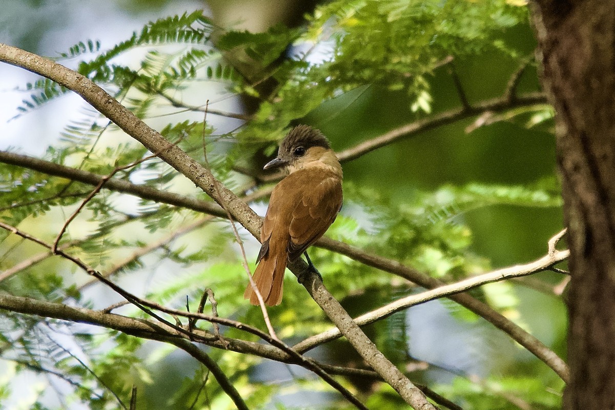 rosenstrupebekard - ML645254908