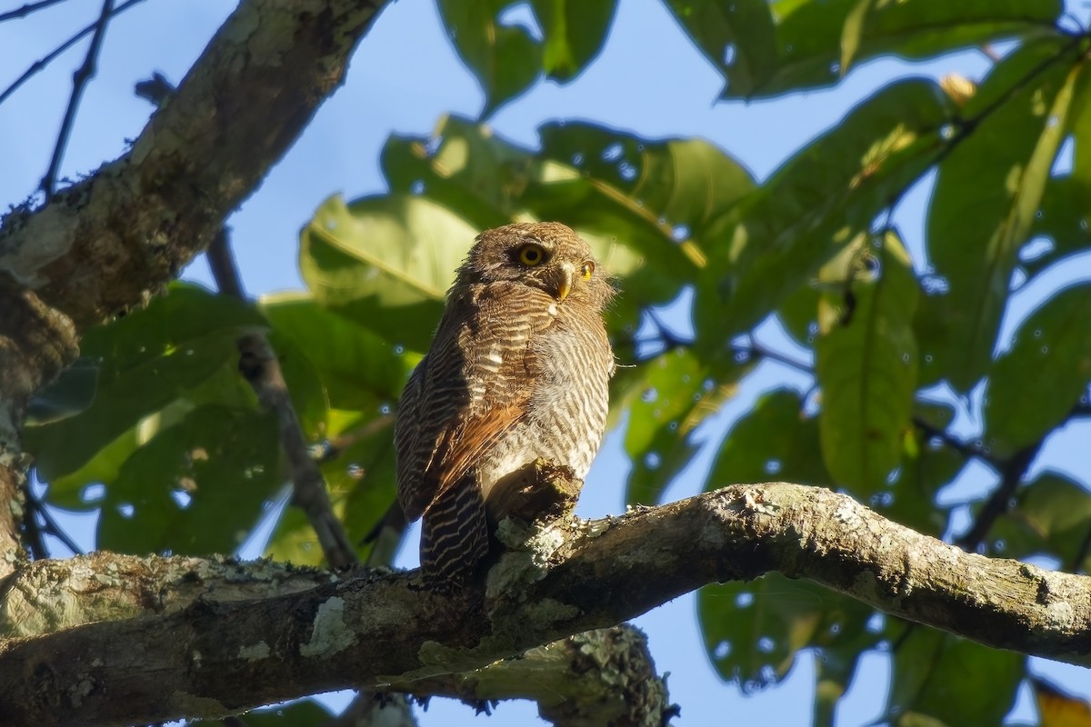 indiaugle - ML645254910