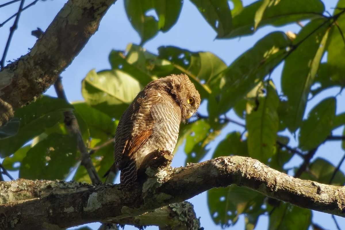 indiaugle - ML645254911