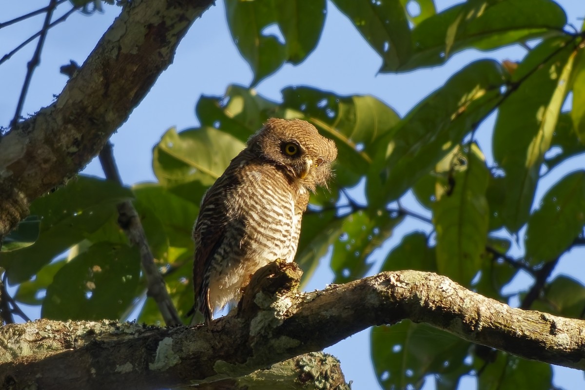 indiaugle - ML645254914