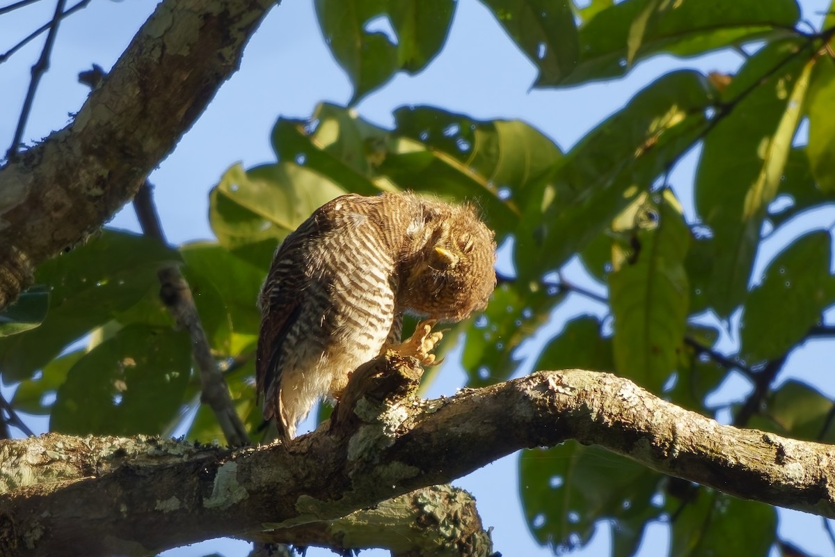 indiaugle - ML645254915