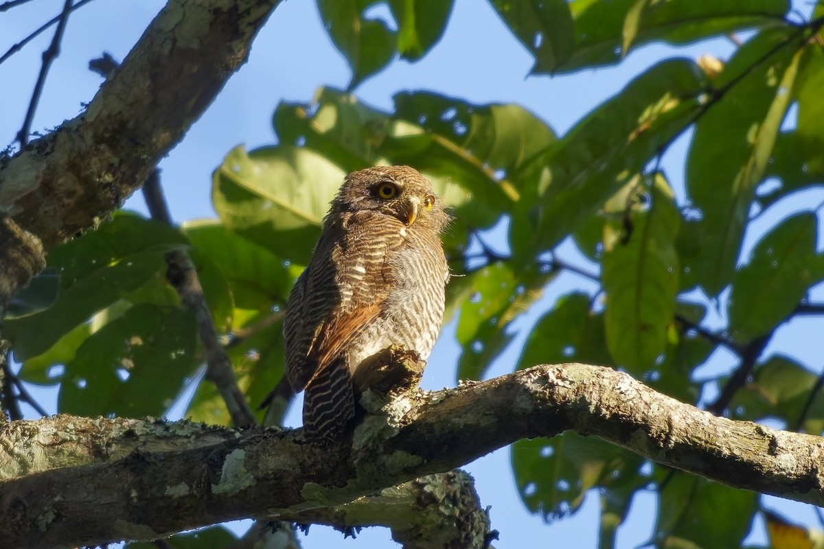 indiaugle - ML645254916