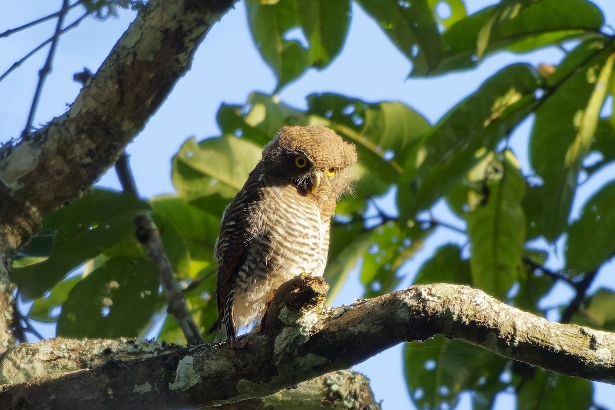 indiaugle - ML645254917