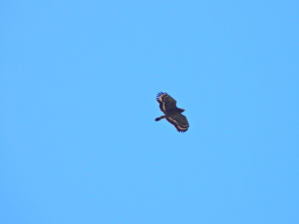 orientsnokørn - ML645254919