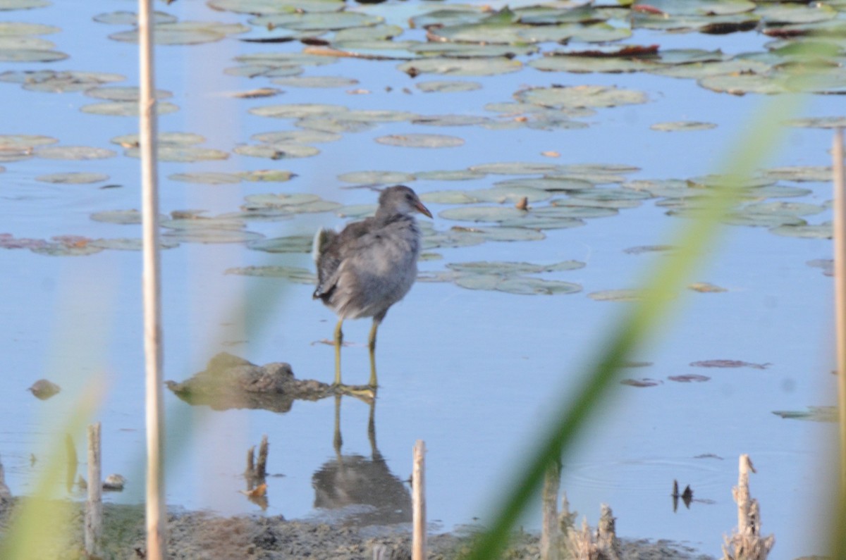 amerikasivhøne - ML645254920