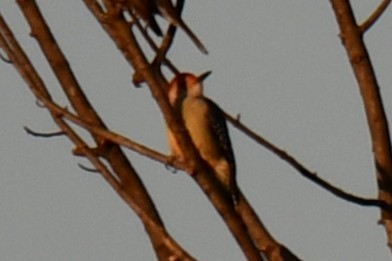 lundspett - ML645254921