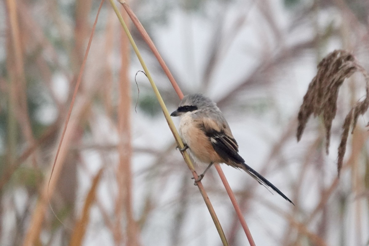 rustvarsler - ML645254922