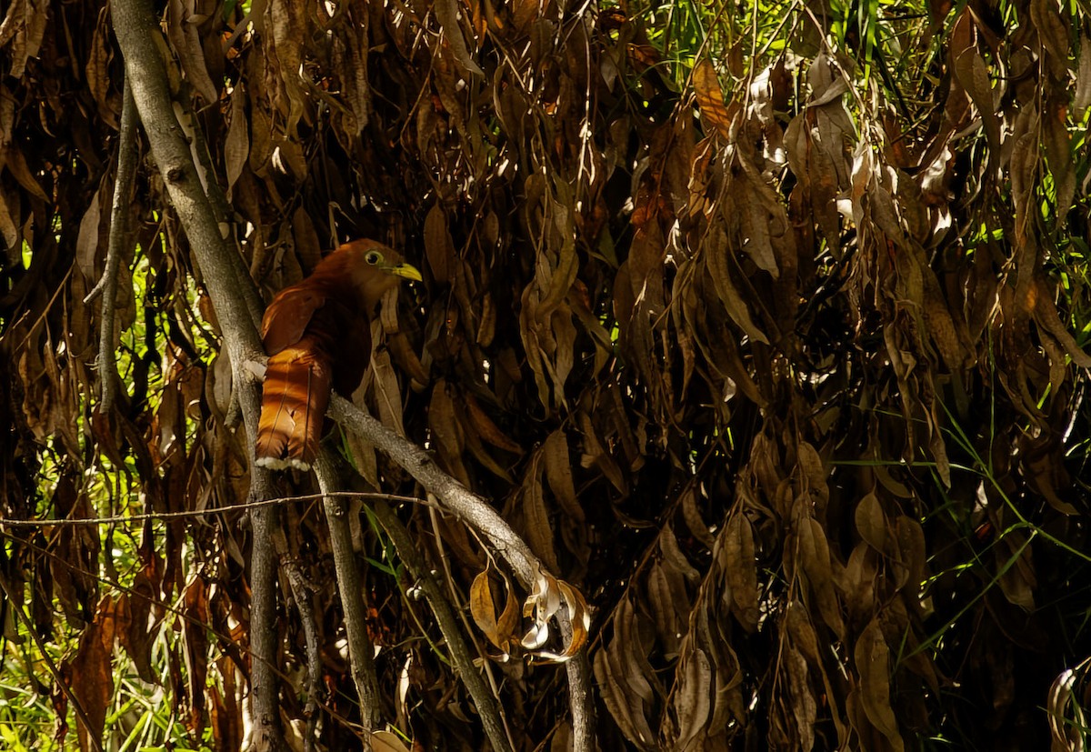 ekorngjøk - ML645254923