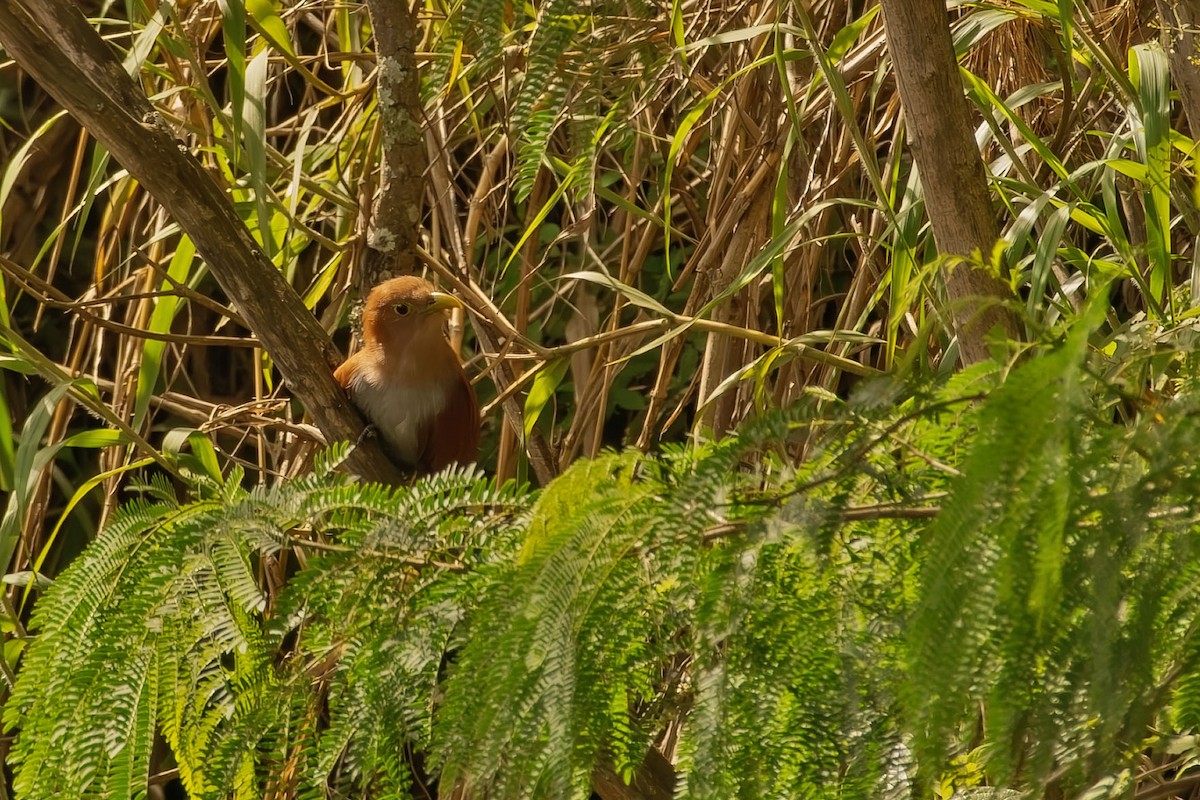 ekorngjøk - ML645254924