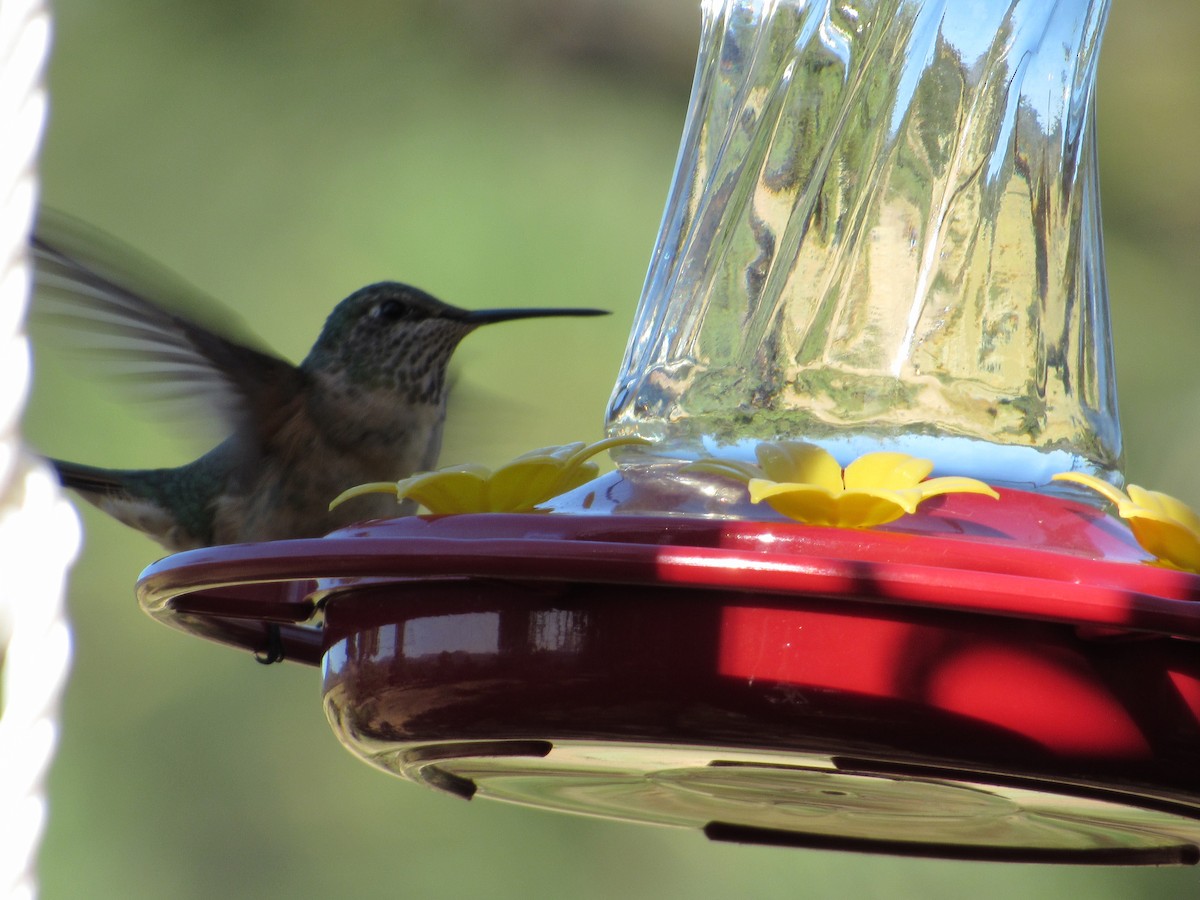 kalliopekolibri - ML645254926