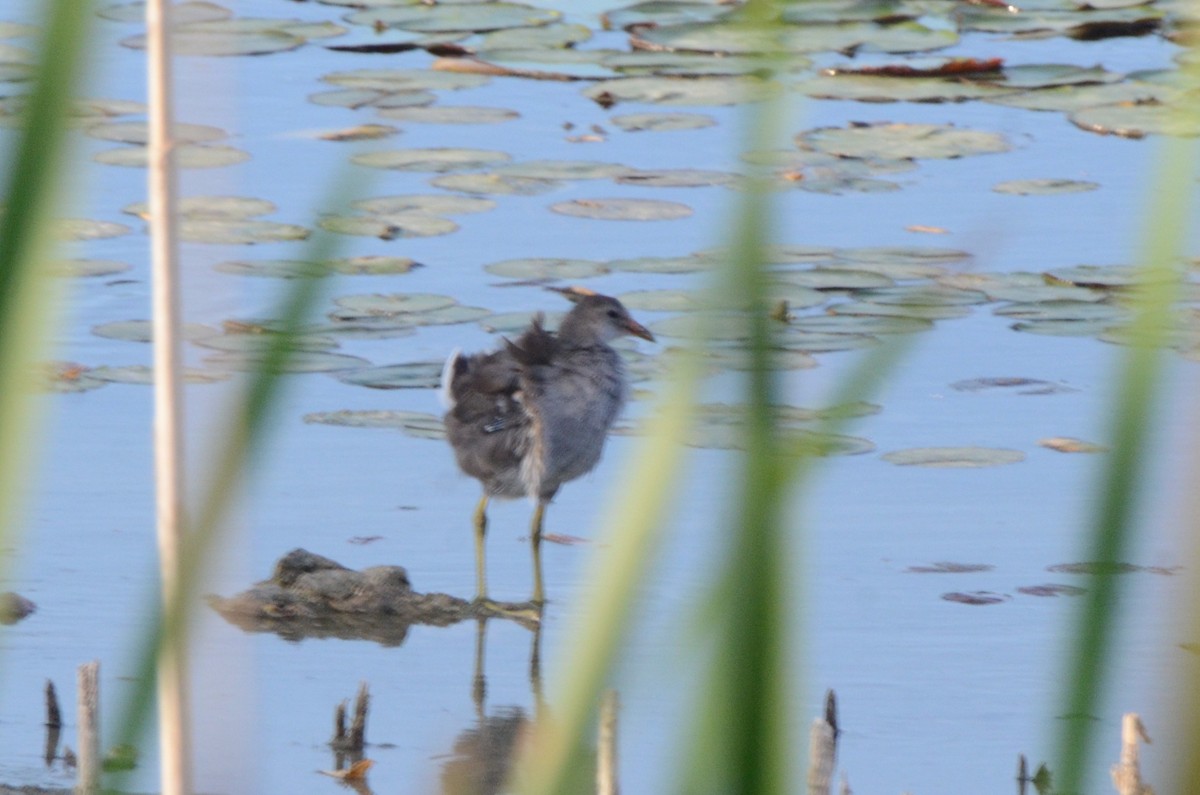 amerikasivhøne - ML645254927