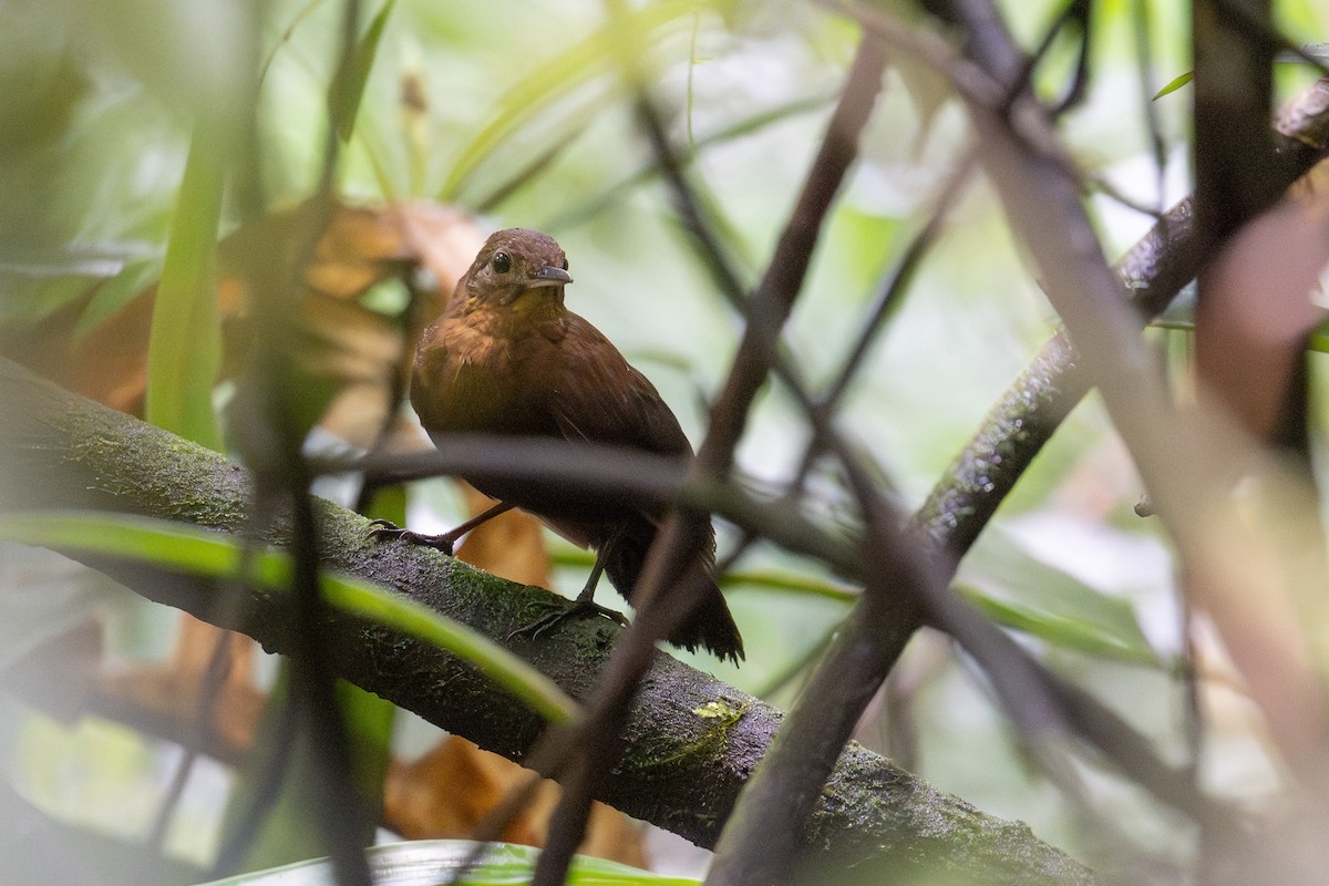 kortnebbløvvender - ML645254928