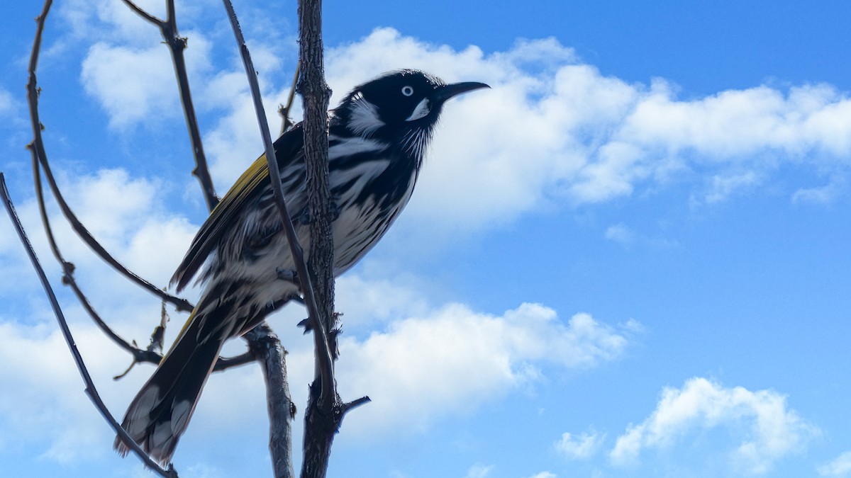 New Holland Honeyeater - ML645254929