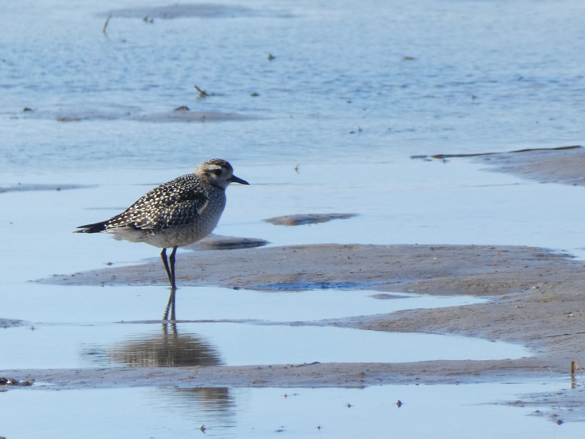 kanadalo - ML645254930