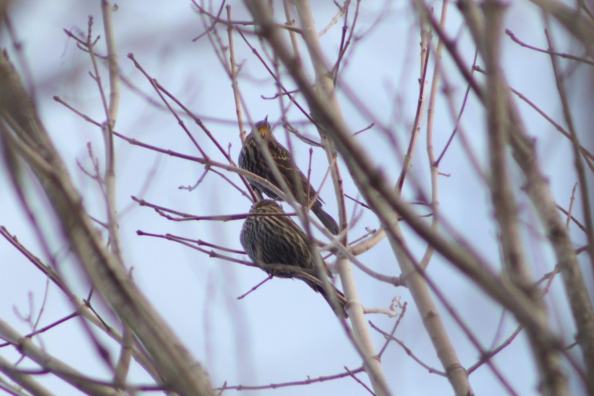 rødvingetrupial - ML645254931