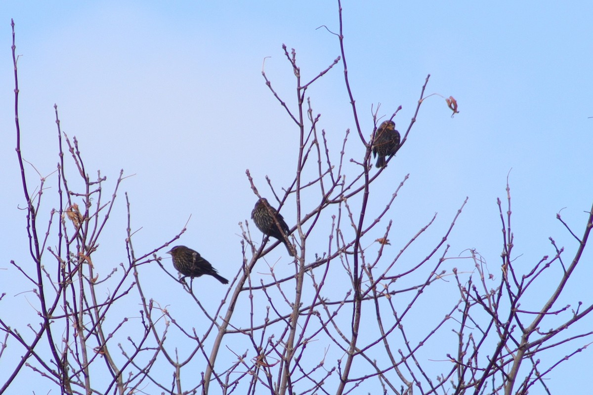 rødvingetrupial - ML645254932