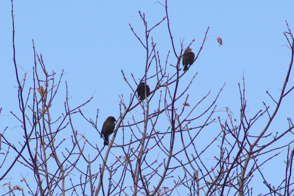 rødvingetrupial - ML645254933