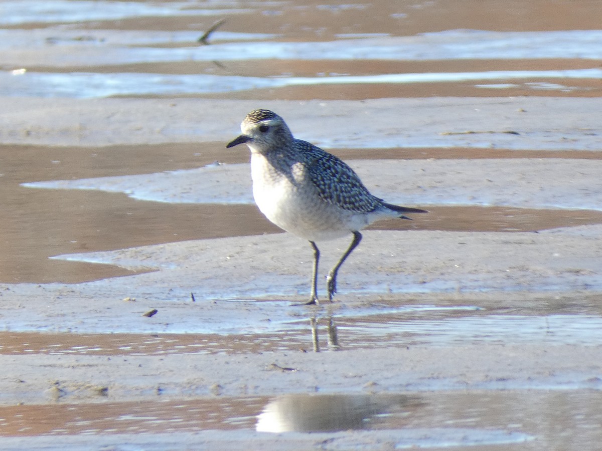 kanadalo - ML645254934