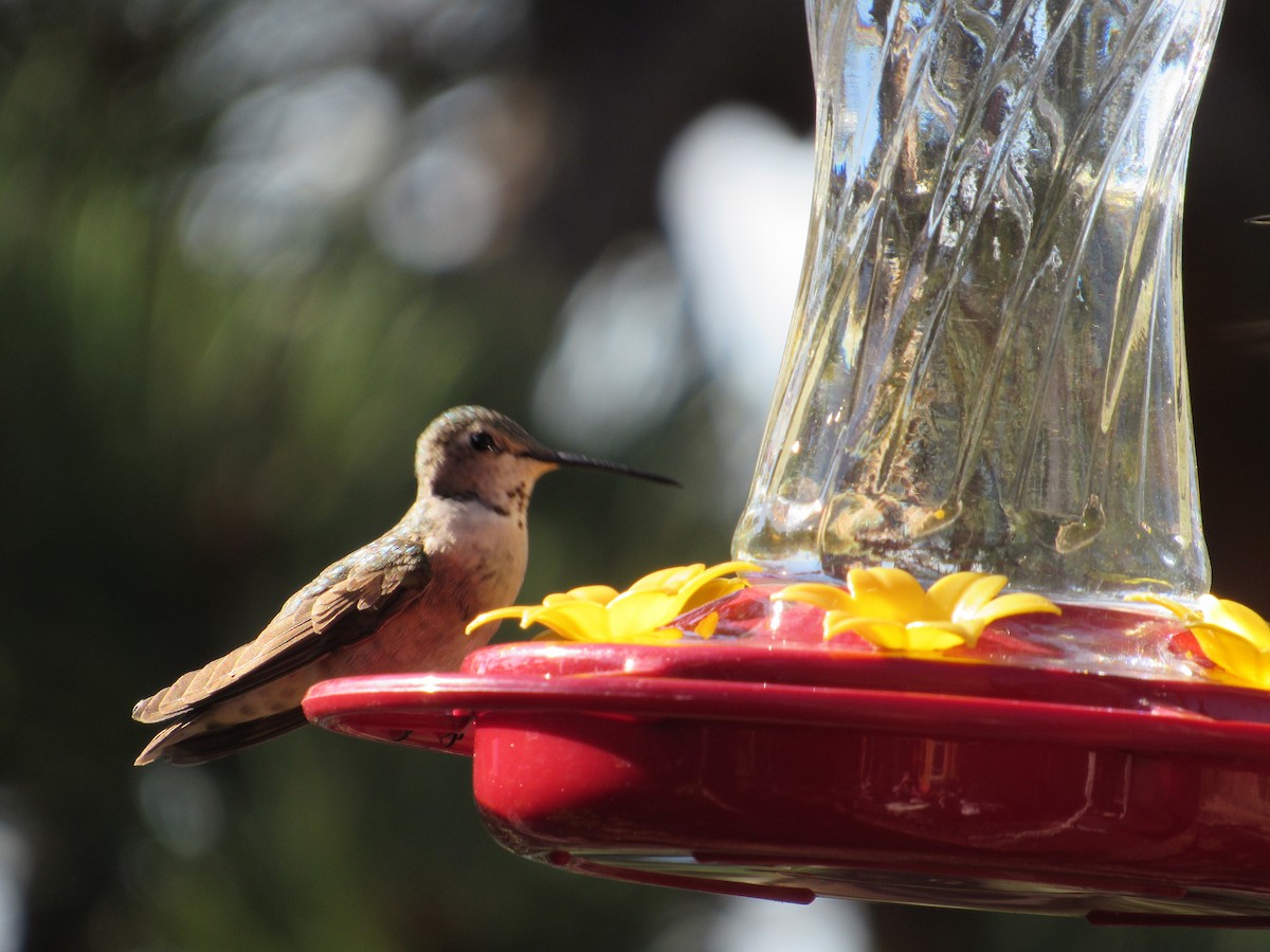 rødkolibri - ML645254935